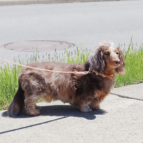 Waterproof Dog Collar | Pink