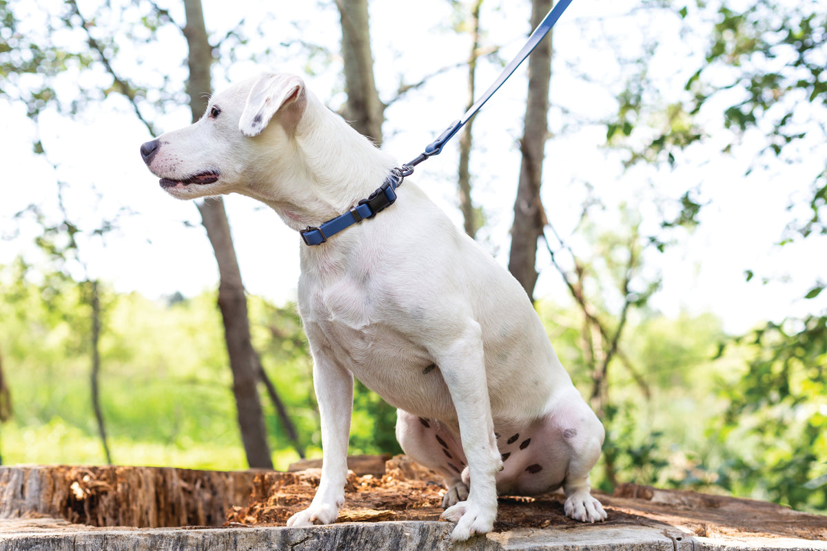 Waterproof Super Soft PVC Dog Collar